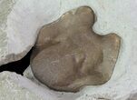 Lichid Trilobite (Echinolichas?) Hypostome - Oklahoma #68633-3